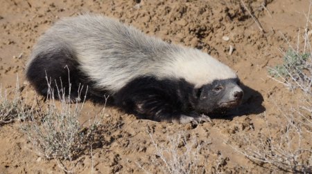 Территорию Устюртского заповедника в Мангистау планируют расширить
