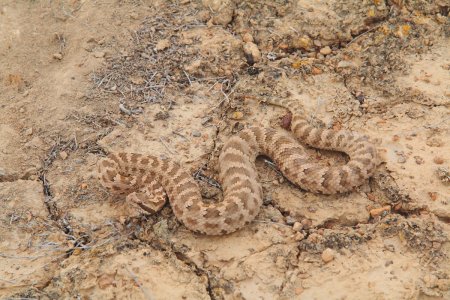 Территорию Устюртского заповедника в Мангистау планируют расширить