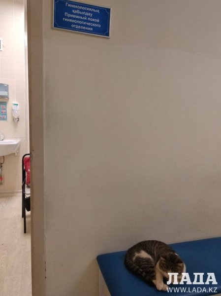 Кот в перинатальном центре Актау возмутил пациентку