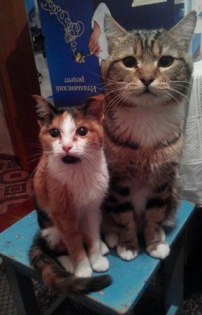 Вмерзшую в лед кошку спасли в Риддере