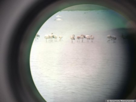 В Актау посчитали птиц на озере Караколь