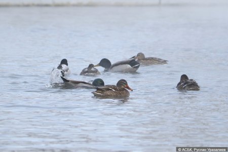 В Актау посчитали птиц на озере Караколь