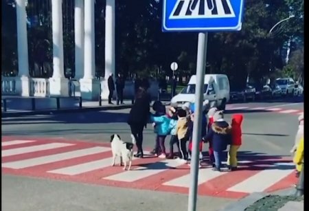 Бездомная собака из Грузии знает правила дорожного движения лучше многих. Она помогает детям переходить дорогу