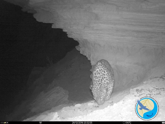 Фотоловушка в Устюртском заповеднике вновь запечатлела леопарда