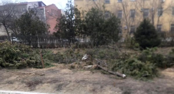 Житель Актау возмутился вырубкой деревьев на территории суда в Актау