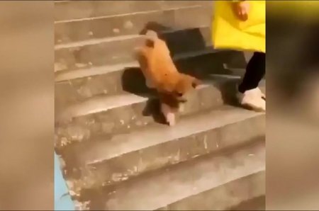 Маленький акробат: пес рассмешил Сеть, спускаясь по лестнице на двух лапах
