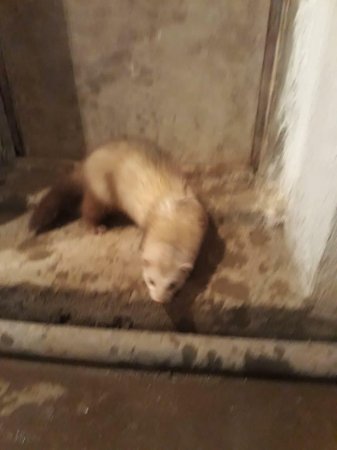 Чья ласка или мангуст? Или кто это? ВИДЕО