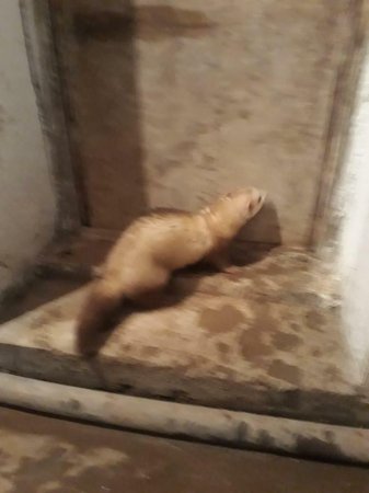 Чья ласка или мангуст? Или кто это? ВИДЕО