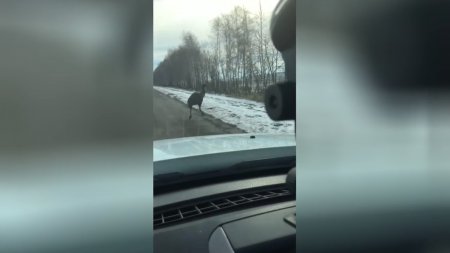 Бегущего по зимней дороге страуса засняли на видео в Воронеже