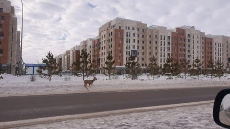 В Нур-Султане гуляет олень