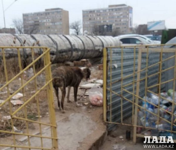 Помогите раненной собаке у Жигера