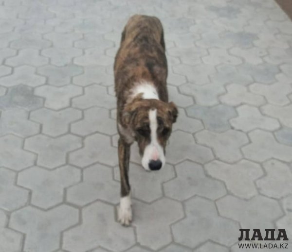 Помогите раненной собаке у Жигера