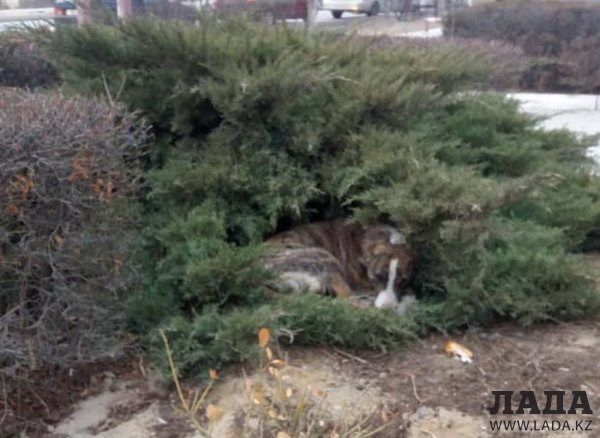 Помогите раненной собаке у Жигера