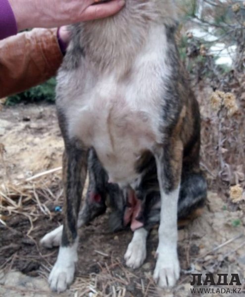 Помогите раненной собаке у Жигера