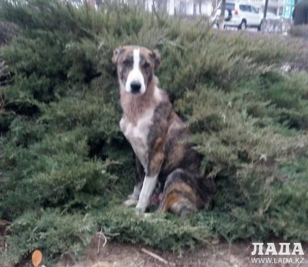 Помогите раненной собаке у Жигера