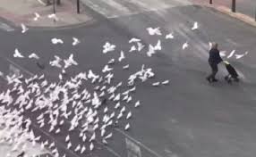 В Испании оголодавшие голуби атакуют людей на улице 