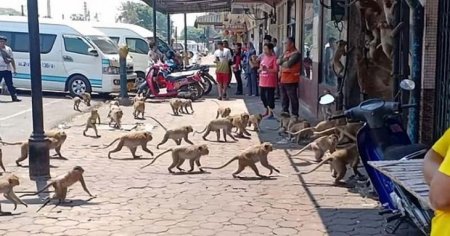 Голодные обезьяны устроили дикую драку в опустевшем из-за коронавируса Таиланде