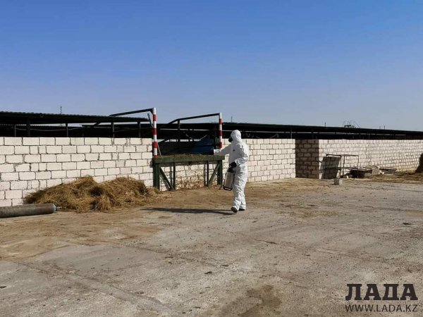 Убойный пункт дезинфицировали в пригороде Актау