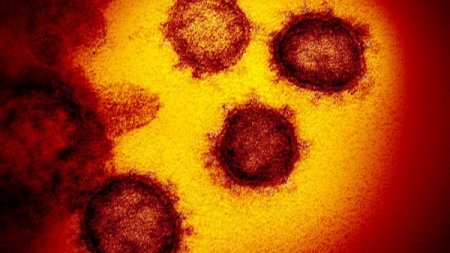 Появилась неожиданная версия происхождения коронавируса