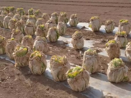 Японец сфотографировал нечто жуткое, похожее на сцену из фильма про зомби-апокалипсис, но на самом деле это всего лишь фотография его фермы