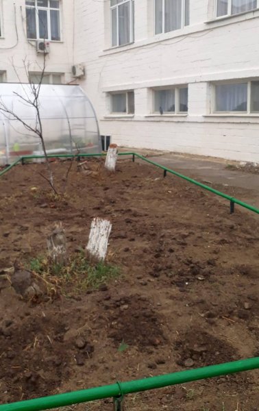 Вырубку деревьев в школе Актау прокомментировали в администрации учебного заведения