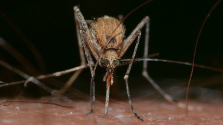 Ученые оценили способность комаров передавать коронавирус