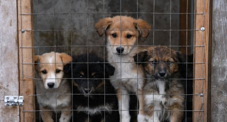 В Китае официально запретили есть собак