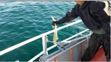 Четверых граждан Азербайджана задержали на Каспии пограничники