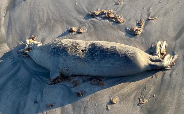 Мёртвых тюленей выбросило на берег в Актау