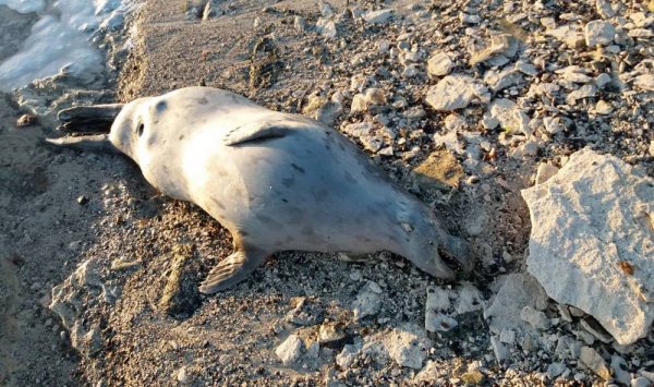 Мёртвых тюленей выбросило на берег в Актау