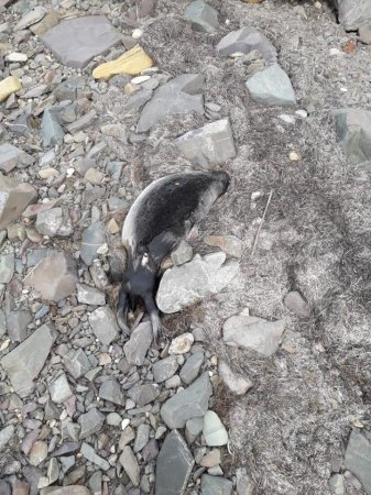 На побережье Каспийского моря обнаружили тушки мертвых тюленей