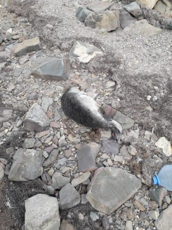 На побережье Каспийского моря обнаружили тушки мертвых тюленей