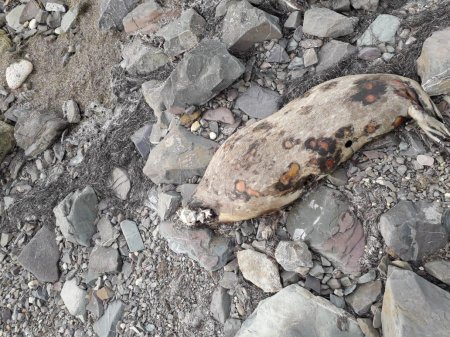 На побережье Каспийского моря обнаружили тушки мертвых тюленей