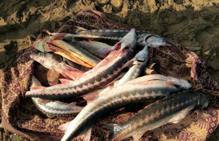 Пограничники Мангистау задержали 57 браконьеров на Каспии