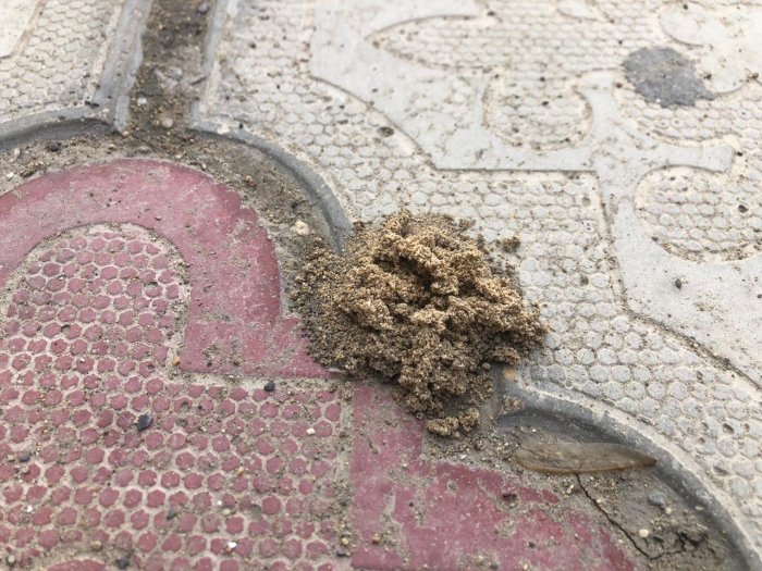 Жители Мангистау пожаловались на нашествие термитов