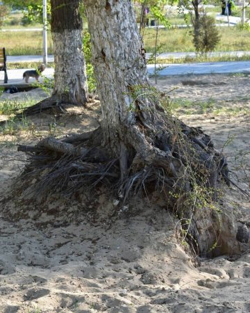 "Деревья горят! "....от засухи
