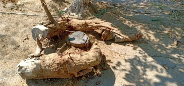Озеленители прокомментировали обрезку деревьев в Актау