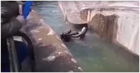 Пьяный посетитель зоопарка в Варшаве залез в вольер и пытался утопить медведя