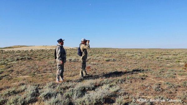 Встречай куралай: Массовый выводок сайгаков обнаружили в Мангистау