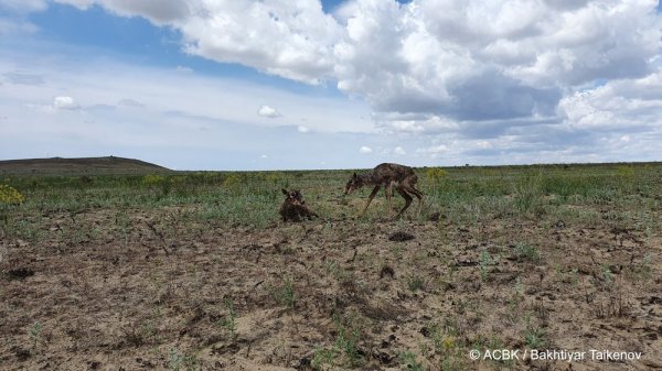 Встречай куралай: Массовый выводок сайгаков обнаружили в Мангистау