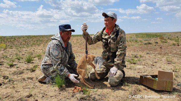 Встречай куралай: Массовый выводок сайгаков обнаружили в Мангистау