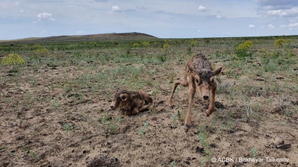 Встречай куралай: Массовый выводок сайгаков обнаружили в Мангистау
