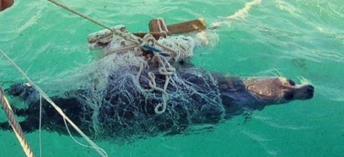 Браконьерству бой: Пограничники Мангистау предотвратили экологический ущерб в миллиард тенге