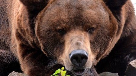 Медведь убил россиянина в Алматинской области