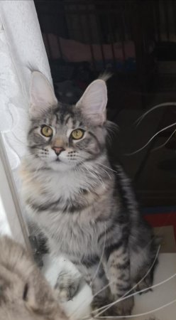 Пропала наша любимица