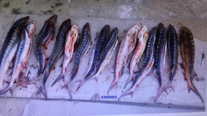 В Мангистау задержана ОПГ браконьеров