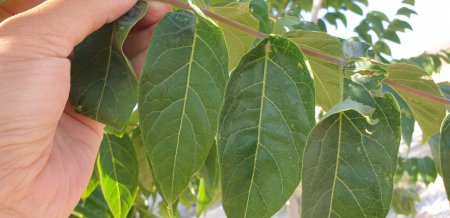 Что за дерево кто знает? ВИДЕО