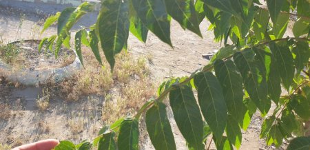 Что за дерево кто знает? ВИДЕО