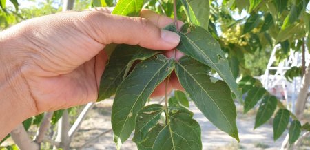 Что за дерево кто знает? ВИДЕО