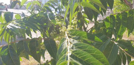 Что за дерево кто знает? ВИДЕО